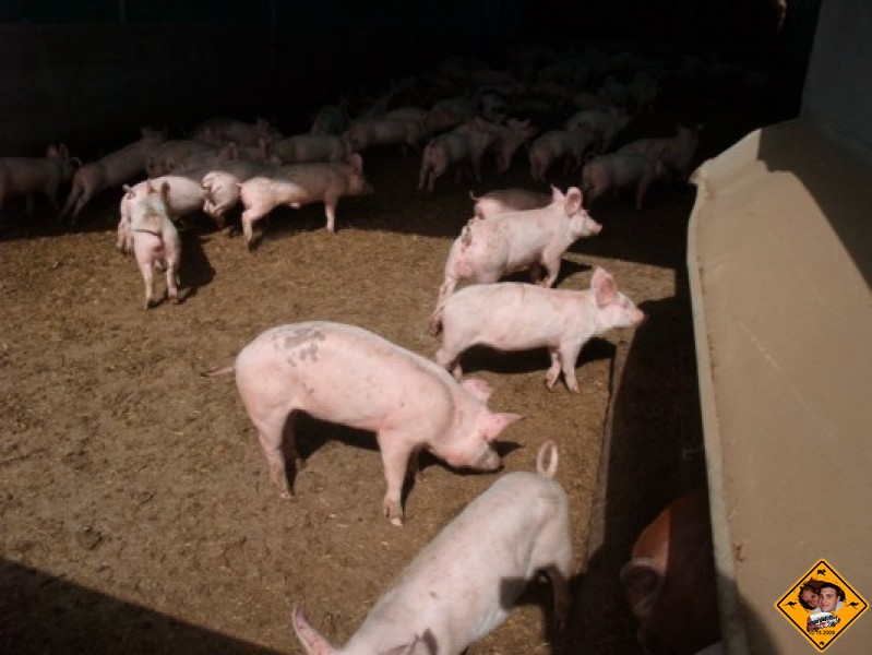 La cochonnerie et son nettoyage (5)